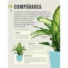 706856149-2.jpeg Cum sa nu-ti ucizi plantele de apartament | Veronica Peerless