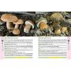 Ghidul culegatorului de ciuperci | Locsmandi Csaba