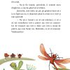 Libelula de foc | Paul Gabriel Sandu