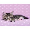 puzzle-pisicuta-pe-patura-200-piese-1.jpg PUZZLE PISICUTA PE PATURA, 200 PIESE